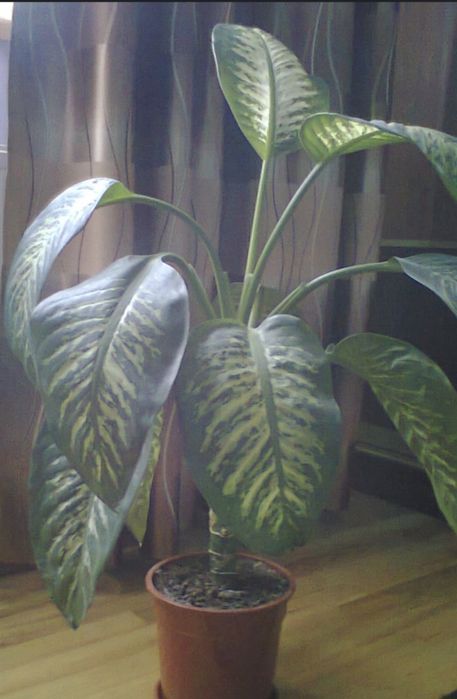 Вазон диффенбафия