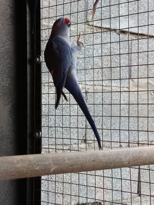 Ring Necks 2025 e outros