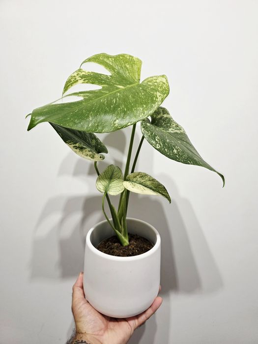 Monstera Deliciosa Mint