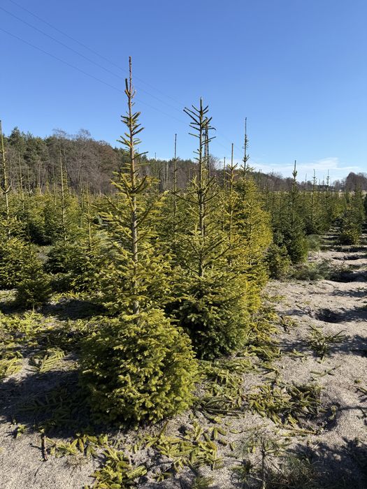 Tuje Świerki Likwidacja Plantacji