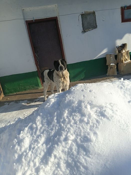 Продається шикарна сука пов'язана з кобелем