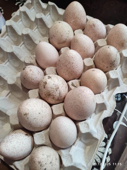 Інкубаційні яйця індиків 18 грн/шт