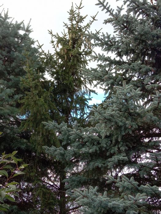 Choinki świerk ,jodła,sosna, thuja  plus gałązki