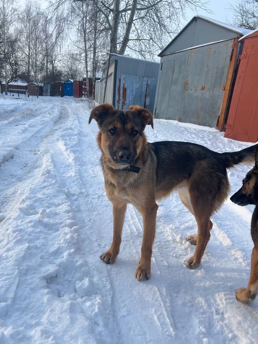 Собачка Єва шукає родину