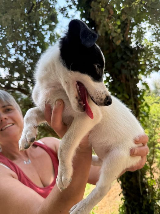 Cadelinhas 2meses porte médio pequeno muito meigas
