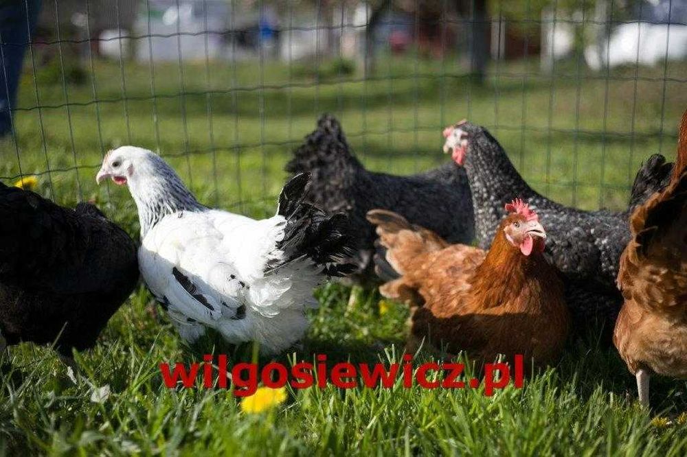 Kurki kokoszki nioski rasy Rosa brązowa odchowana dostawa Gratis