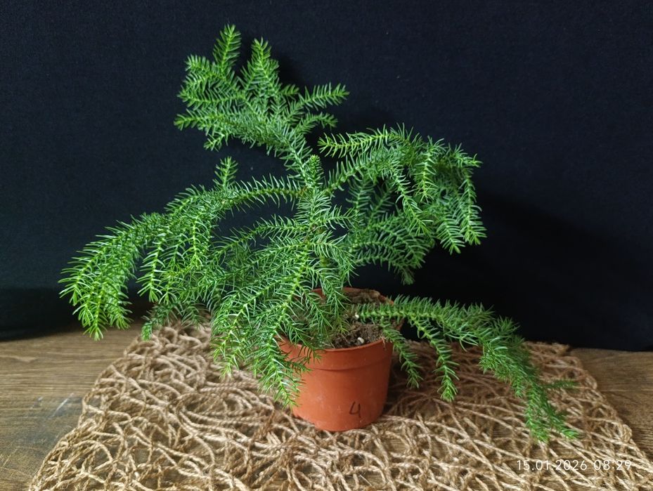 Араукарія кімнатна ялинка