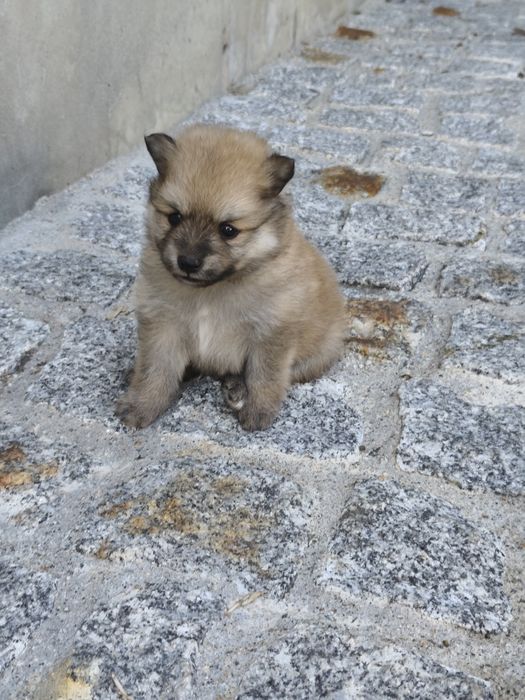 Spitz alemão macho