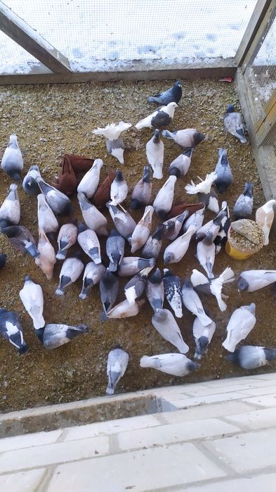 Gołębie pocztowe, różne barwy