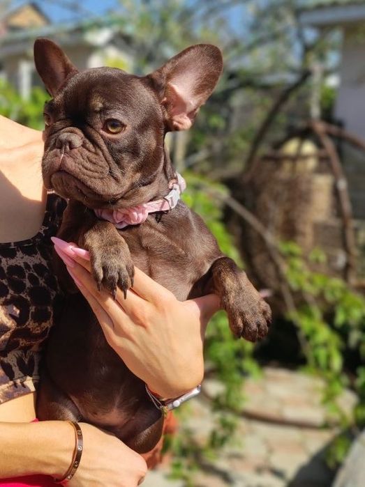 Гарненький Французький бульдог