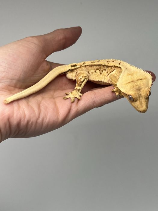 Gekon orzęsiony piękny samiec