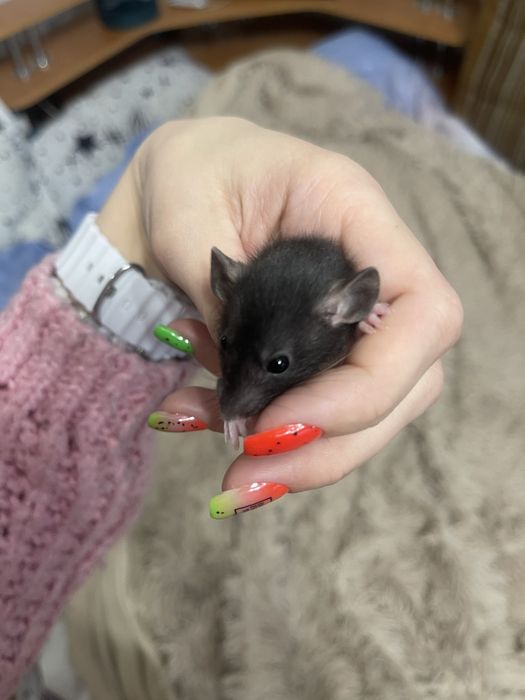 Продам маленьких щурів Дамбо