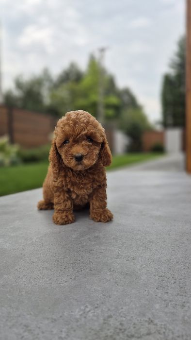 Poodle, пудель, дівчина,  female.  Доставка є всюди