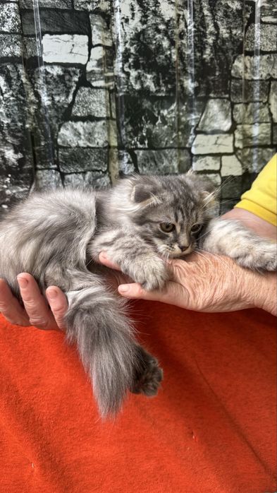 Котята британцы