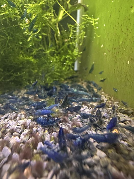 Neocaridinas Blue Dream