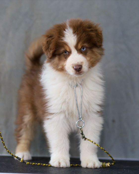 Pastor australiano LOP/affixo