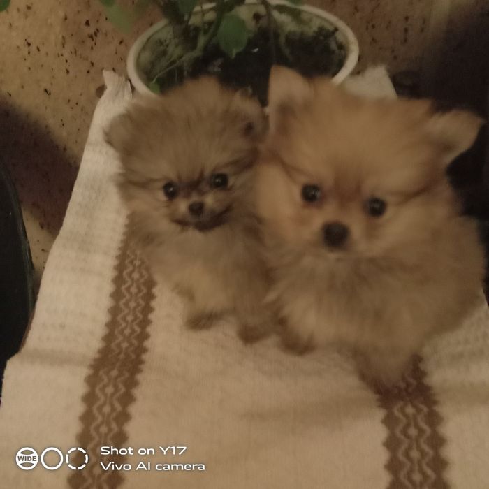 Хлопчики. Померанський шпіц.