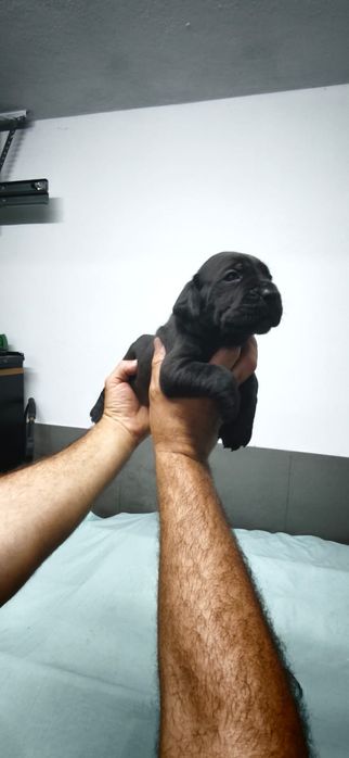 Cachorro cane corso Italiano