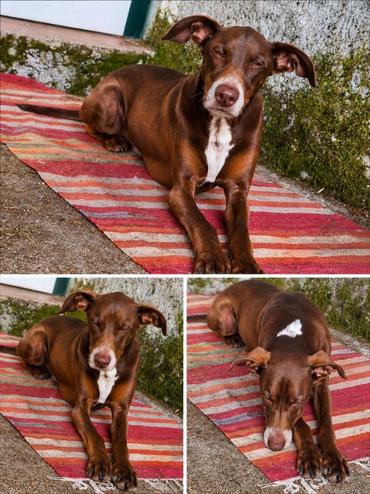 Cão simpático e carinhoso - já castrado. Foi abandonado