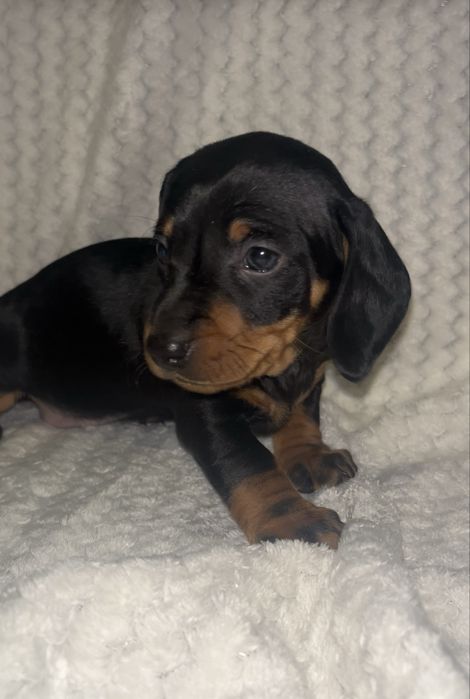 Szczeniak Jamnik krótkowłosy