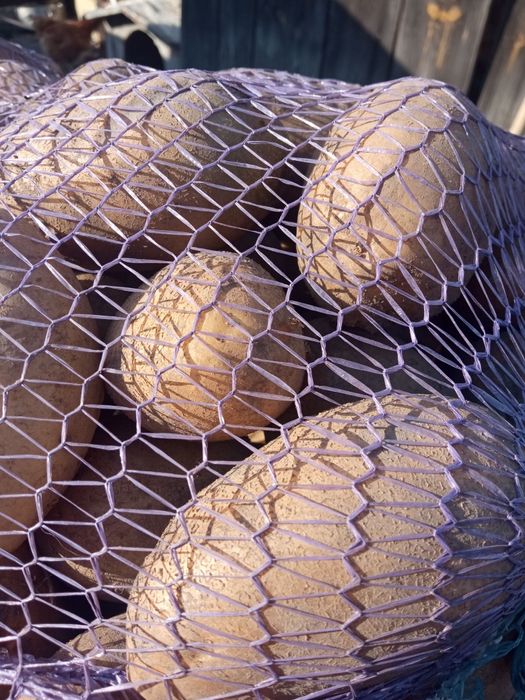 Продам дуже смачну картоплю