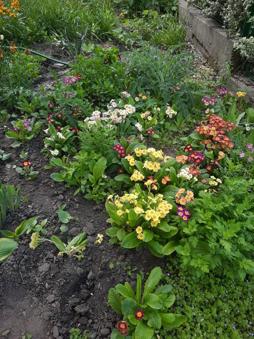 Примула  садовая