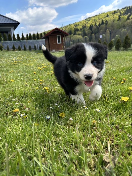 Szczeniak Border Collie