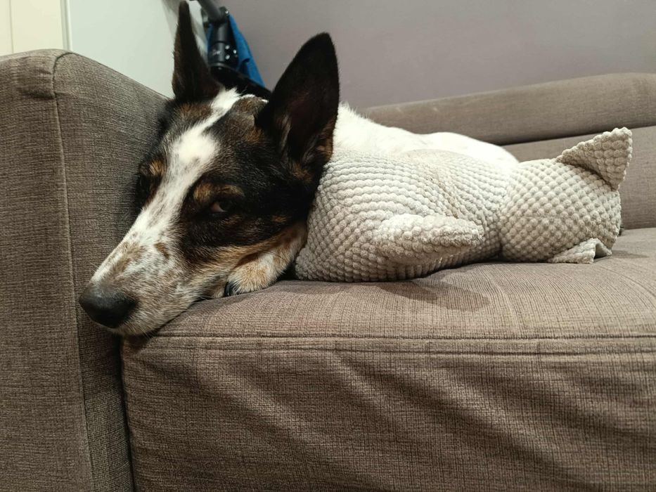 Pies w typie terriera