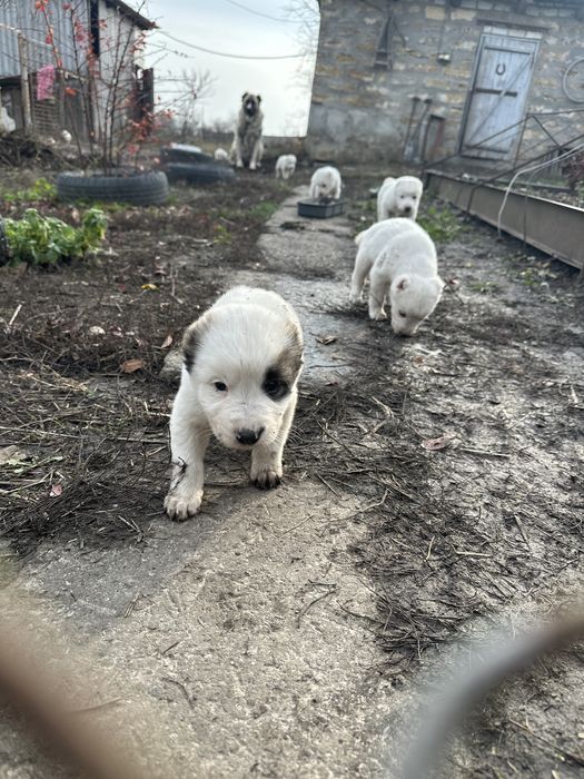 Продам чистокровного цуценя алабая