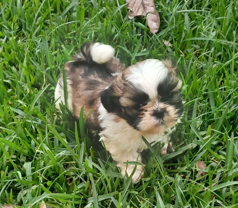 Shih-Tzu macho disponível