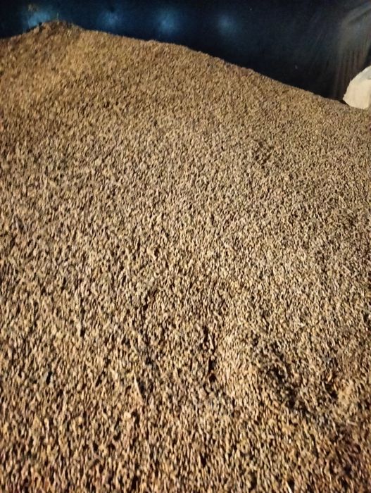 Jęczmień jary WITRUOZ sprzedam