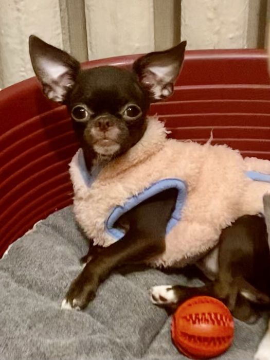 Маленька Чітка чекає на своіх мапап!