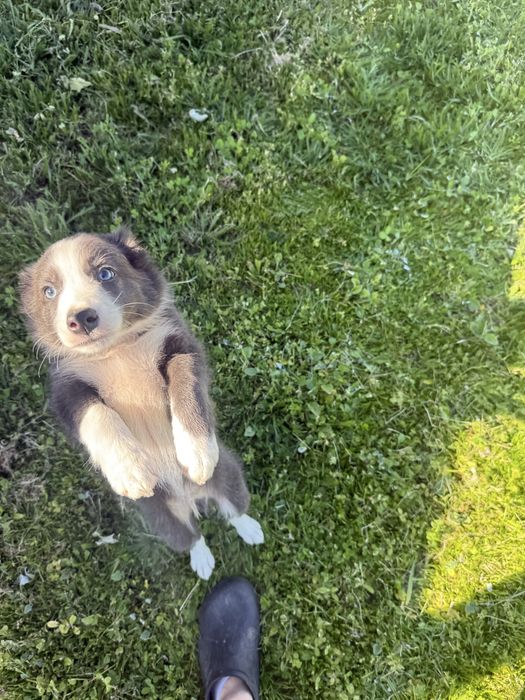Border Collie Macho Azul com olhos azuis LINDO
