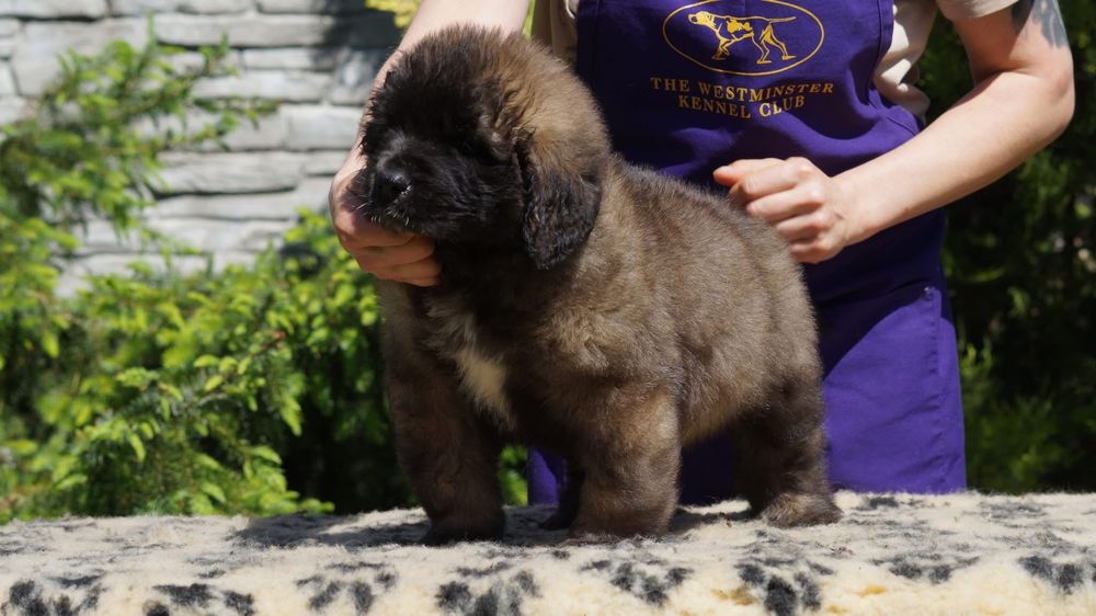 Leonberger suczka szczeniak ZKwP