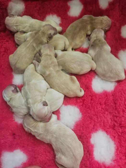 Golden Retriever ZKwP / FCI złote szczenięta z rodowodem