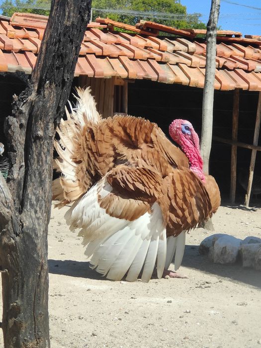 Peru Red Bourbon Puro!