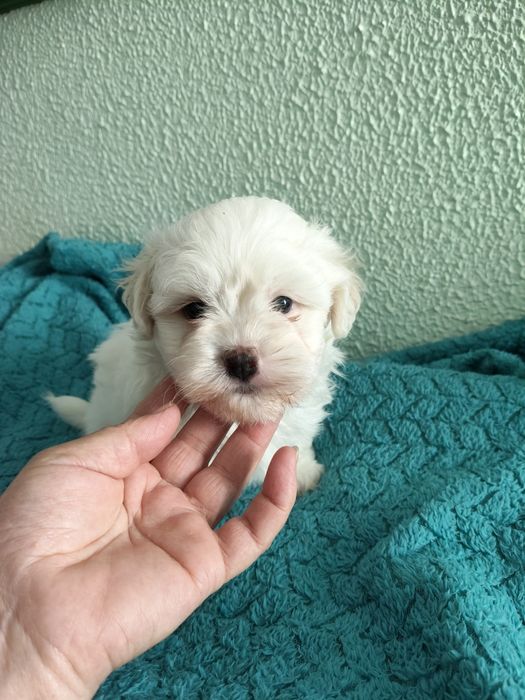Bichon maltês macho