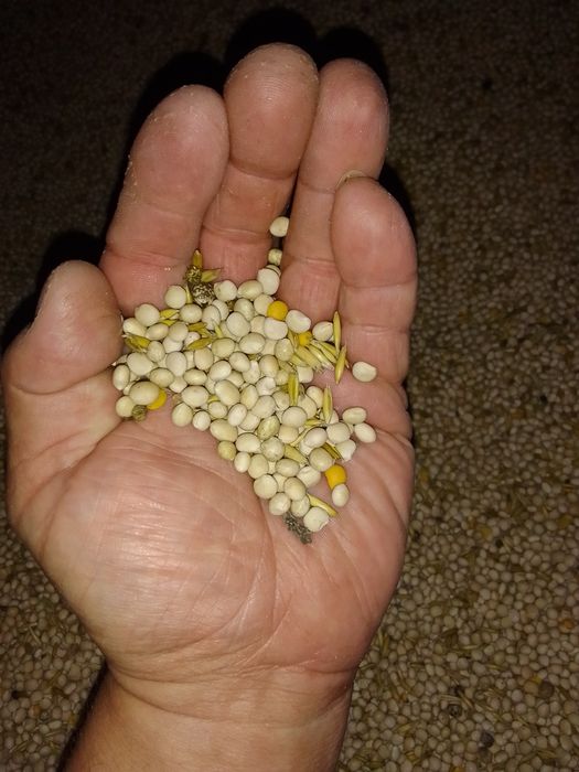 Sprzedam łubin słodki wąskolistny