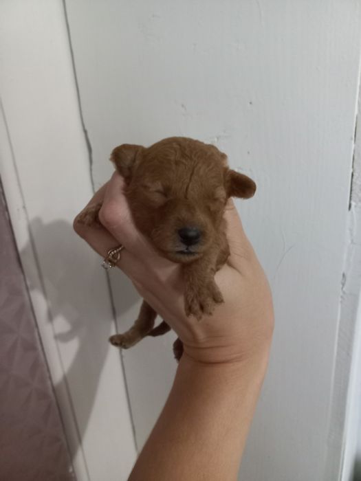 Маленька красуня пудель вільна для броні