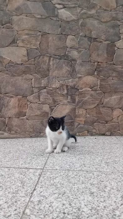Gatinhos para adoção