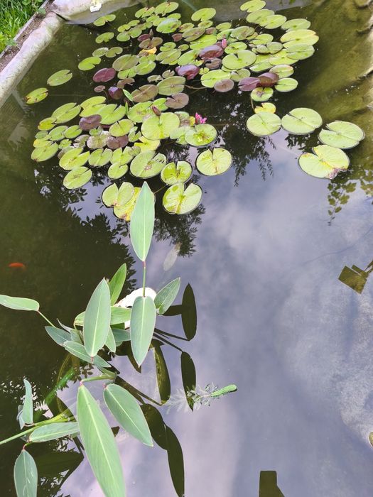 Cometas, Guppys e Plantas para Lago e Aquário