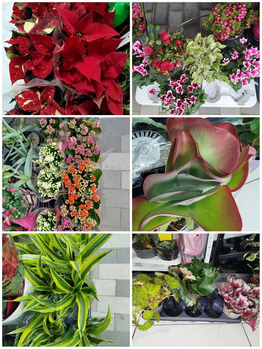 Орхідеї та інші кімнатні квіти