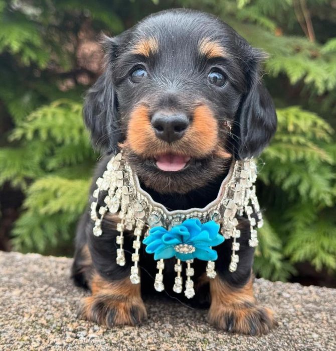 Довгошерстні таксята