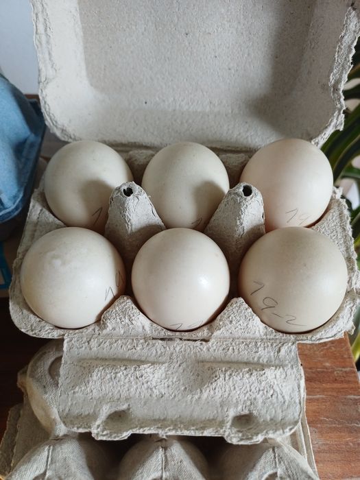 Ovos de pata e galinha
