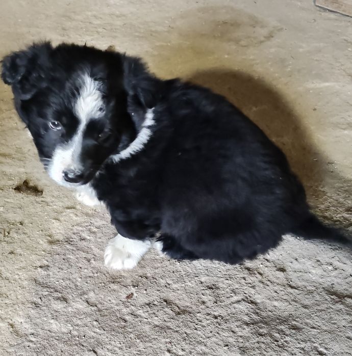 Oddam pieski za darmo