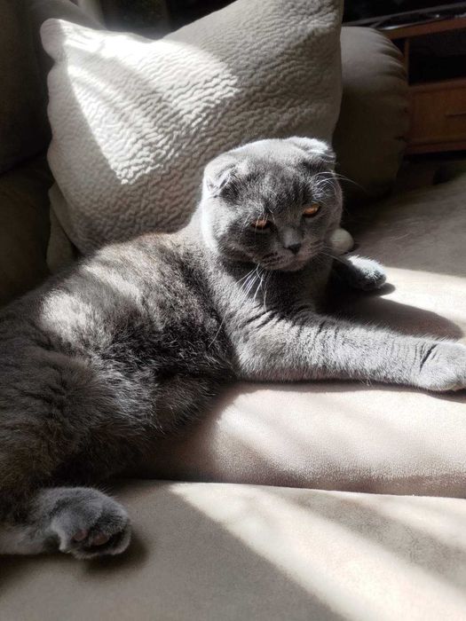 шукаю   наречену