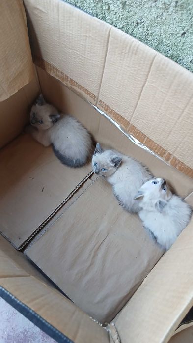 Gatinhos para adoção