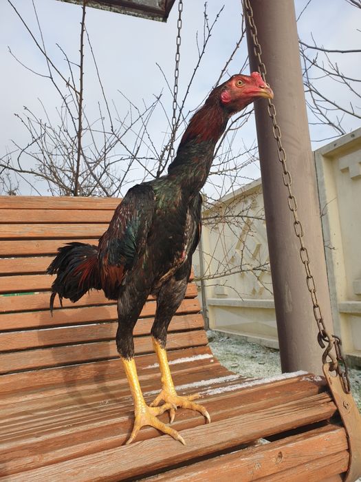 Петухи и куры бойцовых пород Бразильцы и Тайцы.Бійцеві півні.