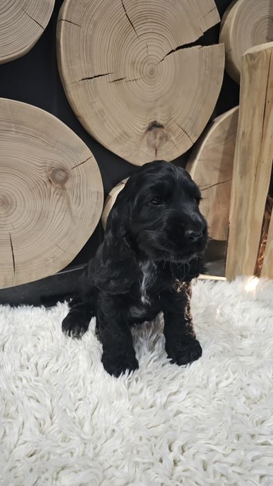 Cocker spaniel angielski