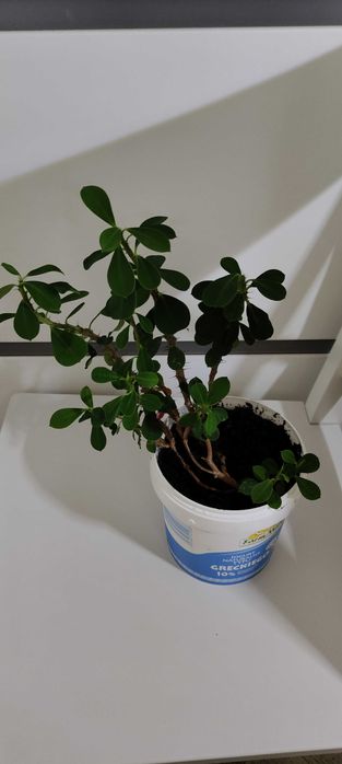 Wilczomlecz lśniący, korona cierniowa, korona Chrystusa